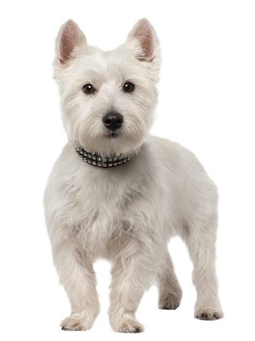 Вест хайленд уайт терьер